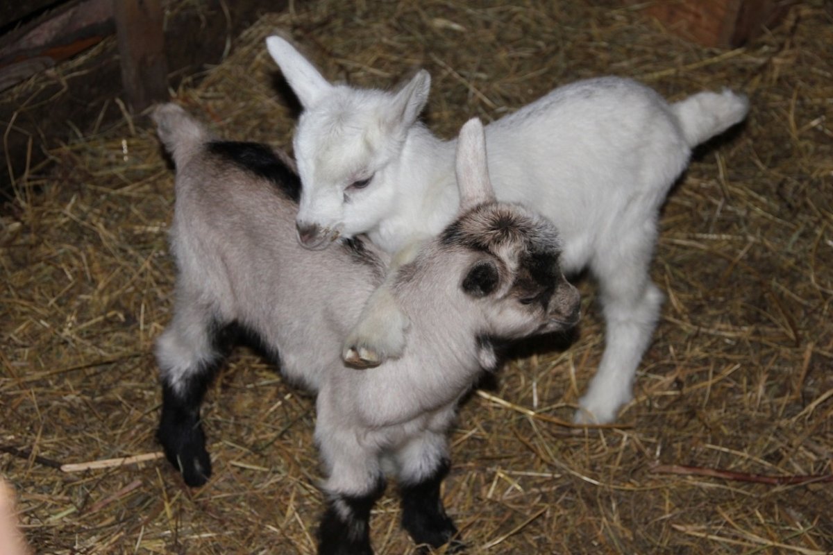 Альпийские козлята Новорожденные