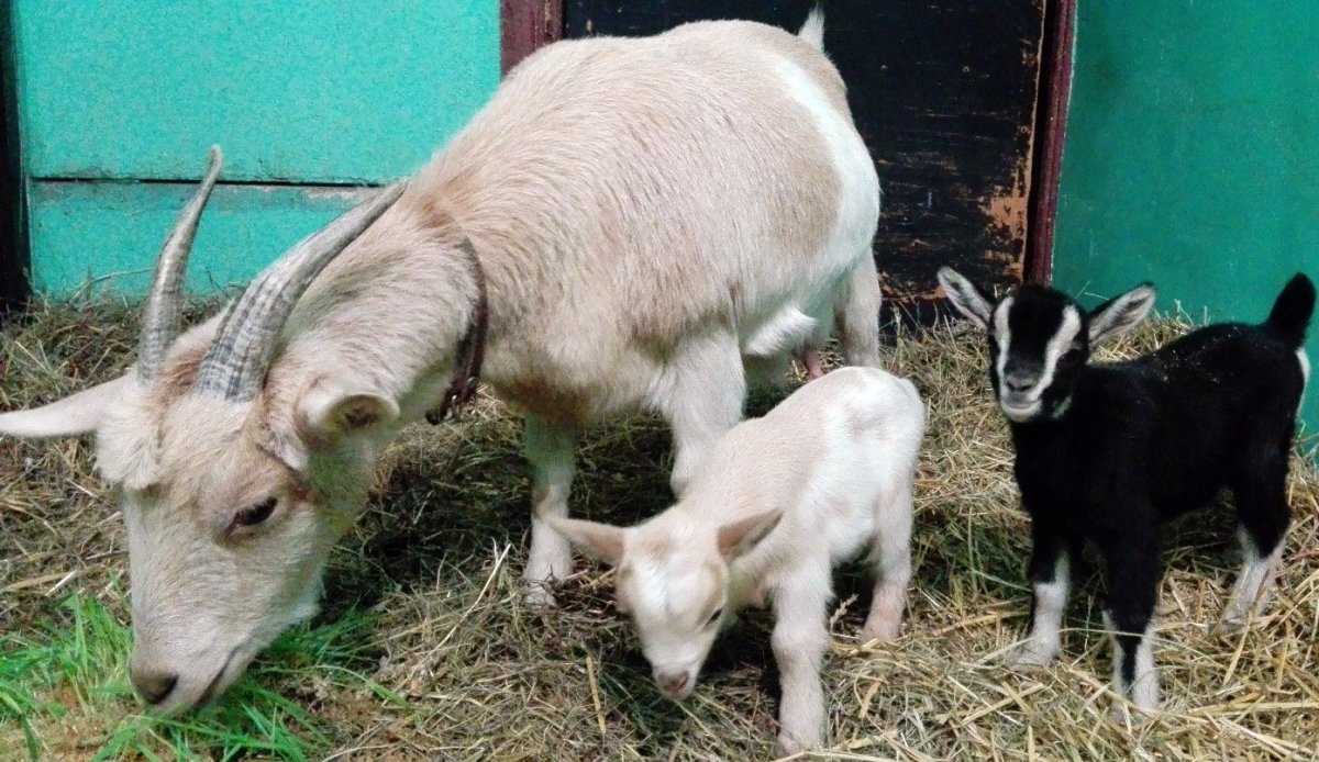 Козлята которые только родились