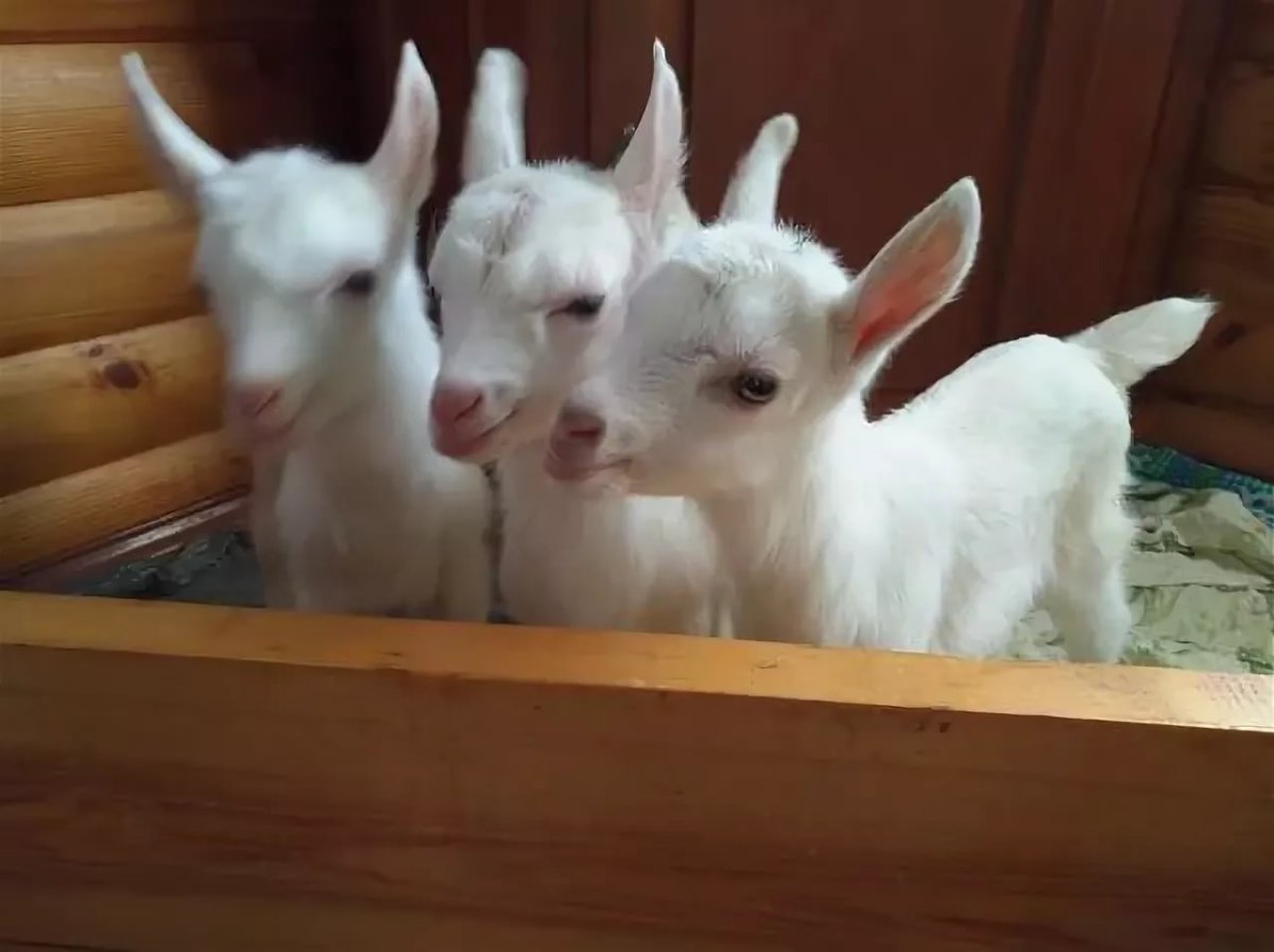 Зааненские новорождённые козлята