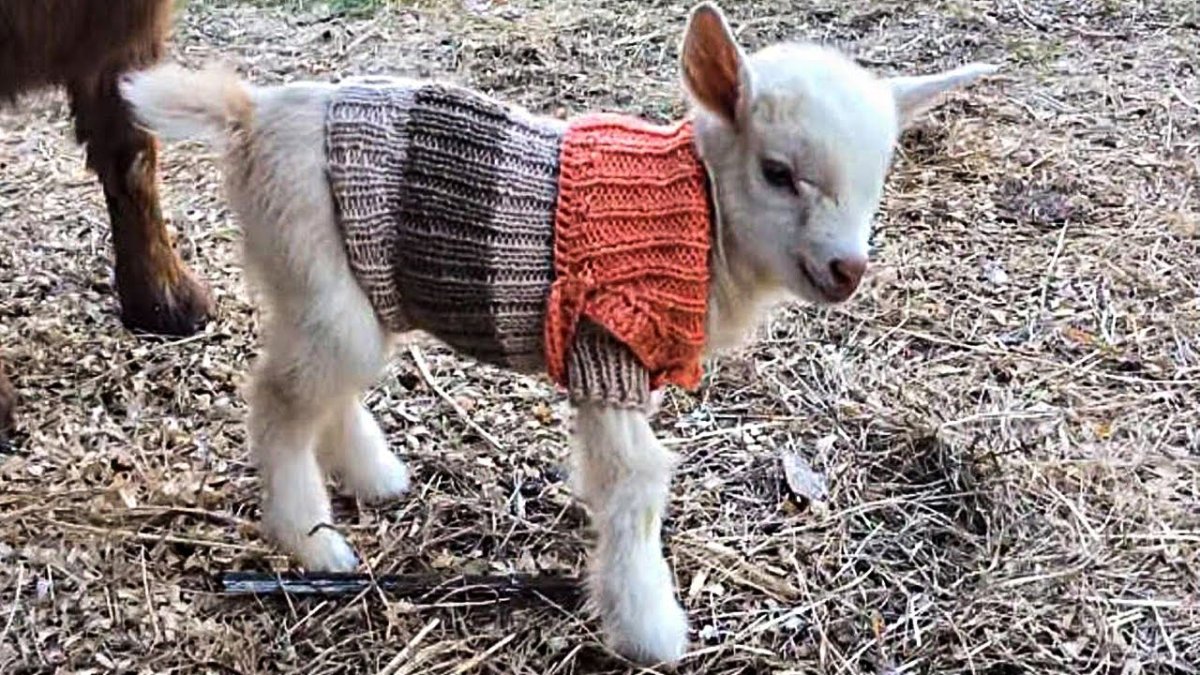 Коза в пальто