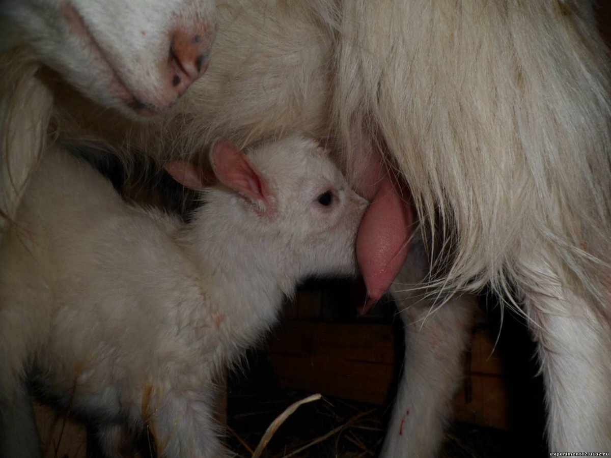 Sheep and Goat friends