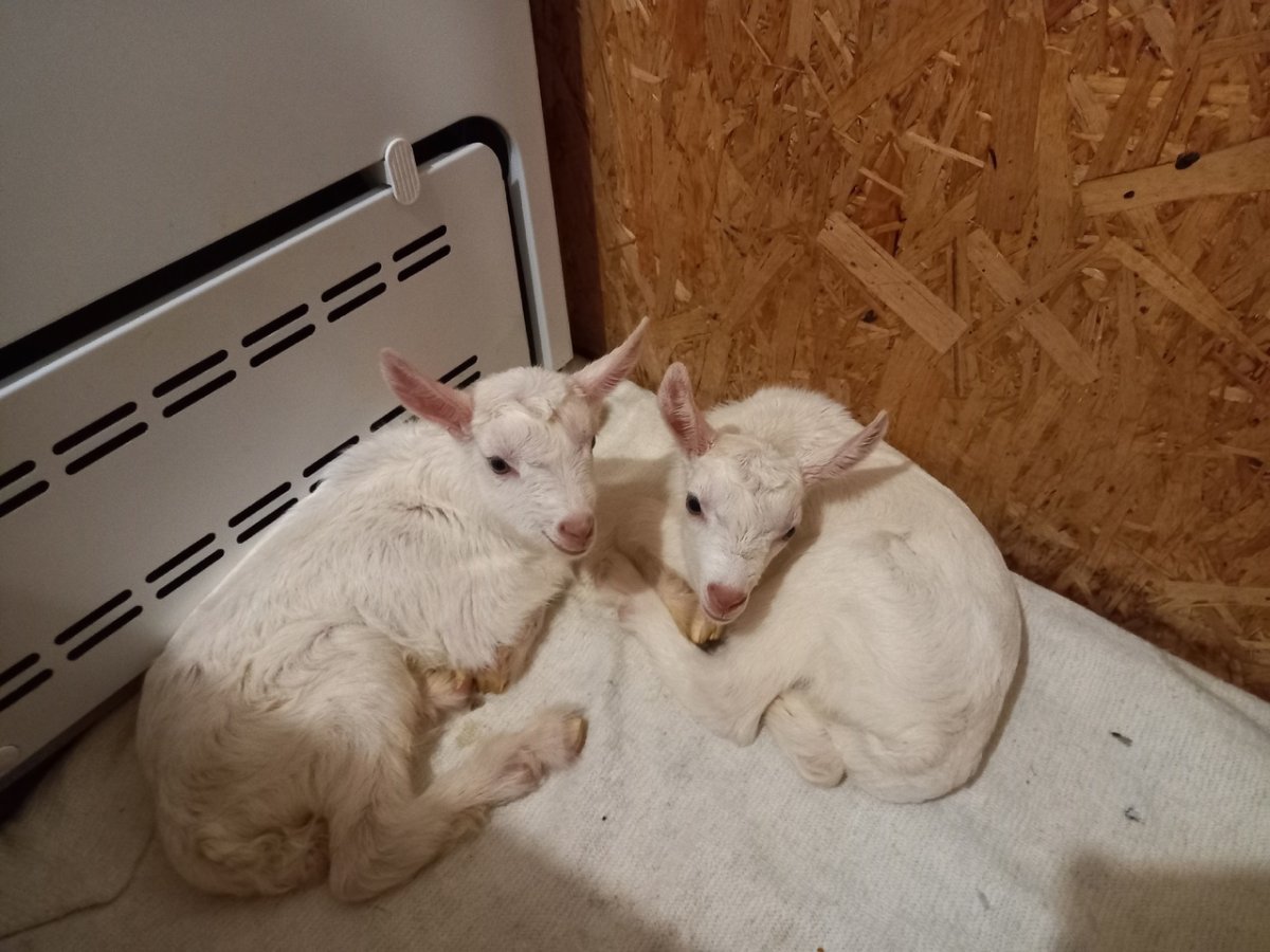 Городская козочка