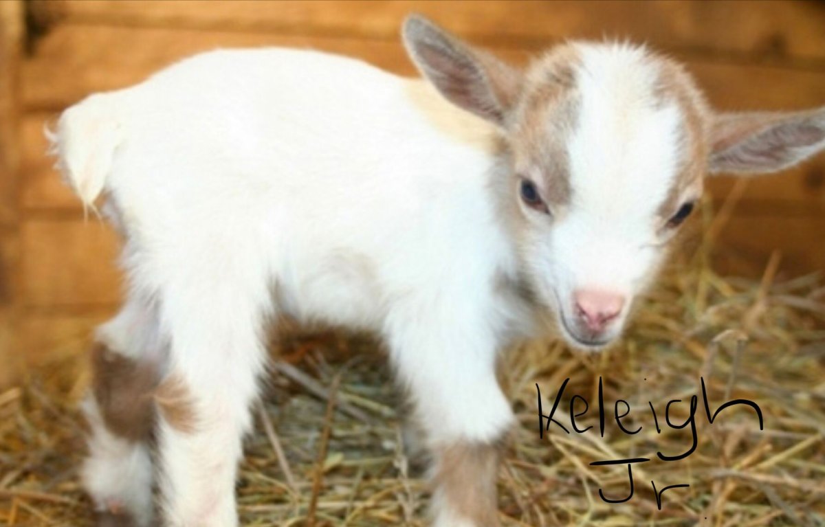 Спящие козлята