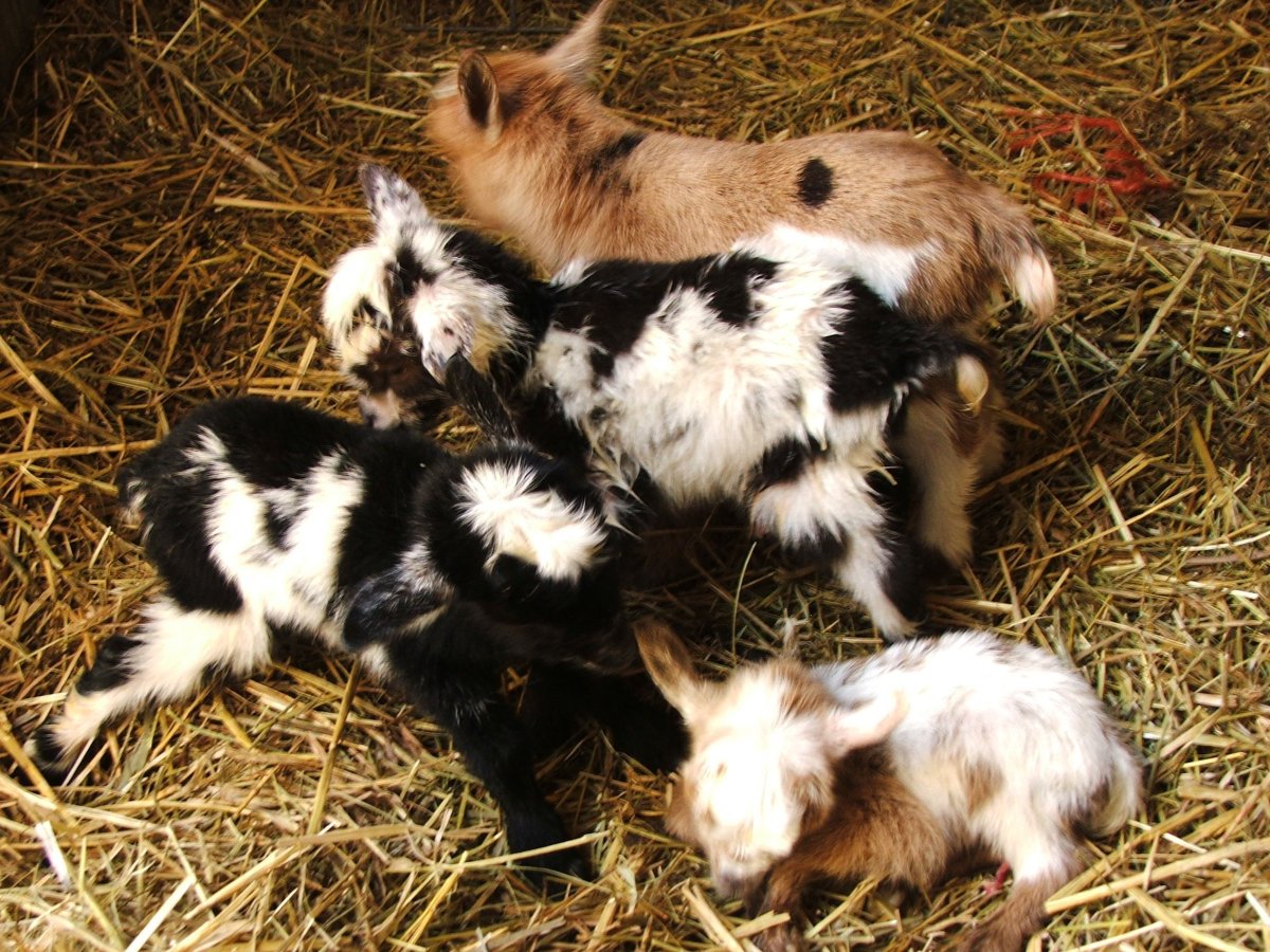 Pygmy / Dwarf Goats