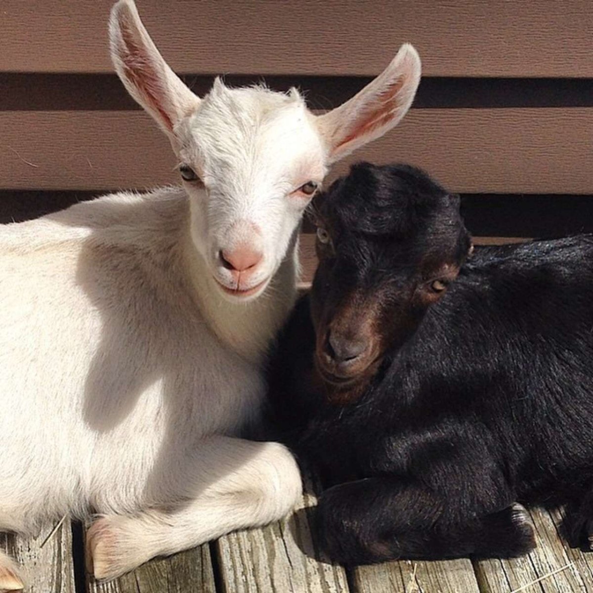 Барашки и козочки