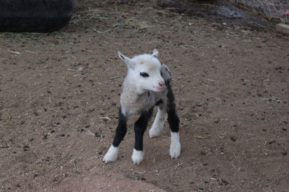 Беленький козленок