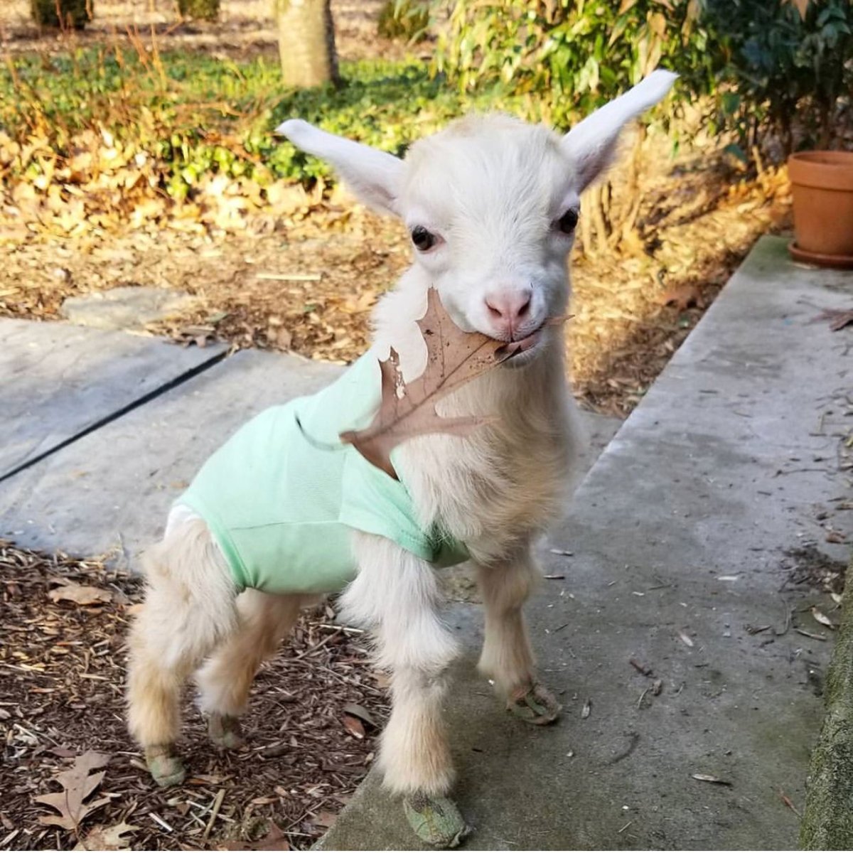 "Девочка с козлом" (1906)