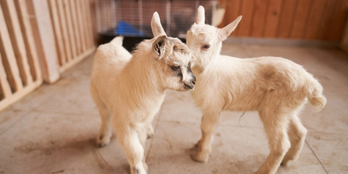 Новорожденная коза