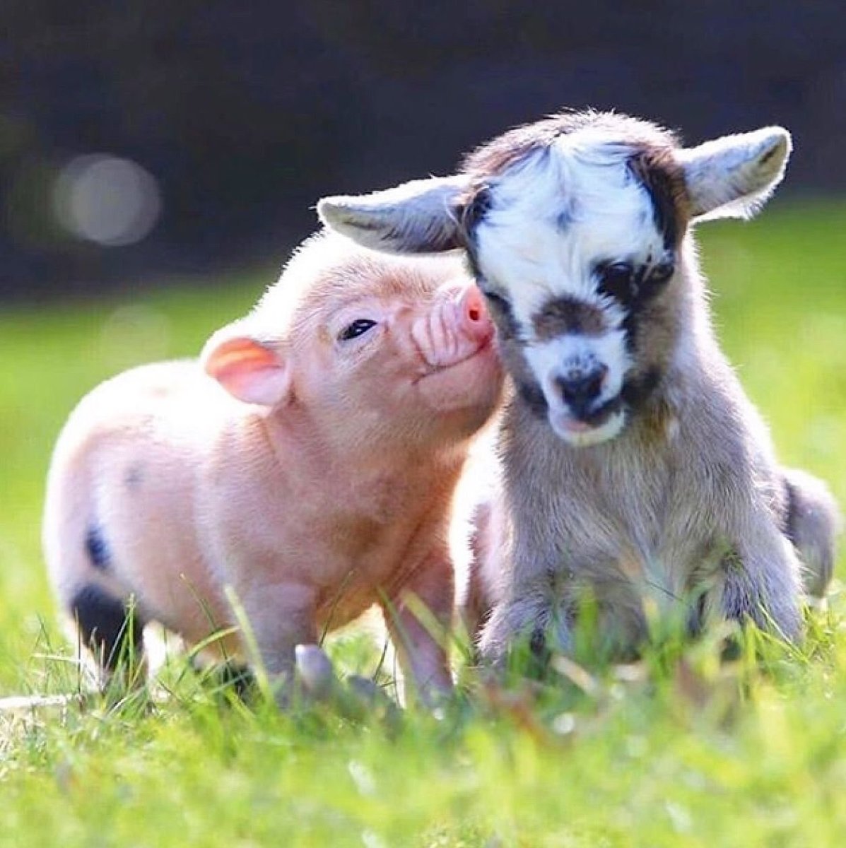 Милые домашние животные