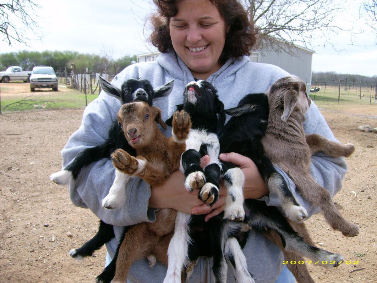 Карликовые козлята