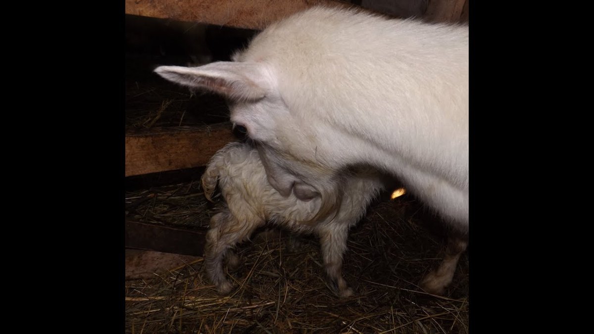 Коза с козлятами