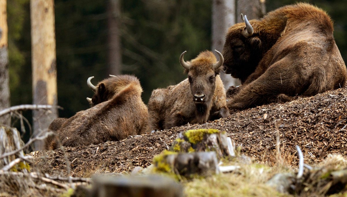 Дикие животные Германии. Wild Bison charge. ЗУБР бежит фото. Животный мир европы