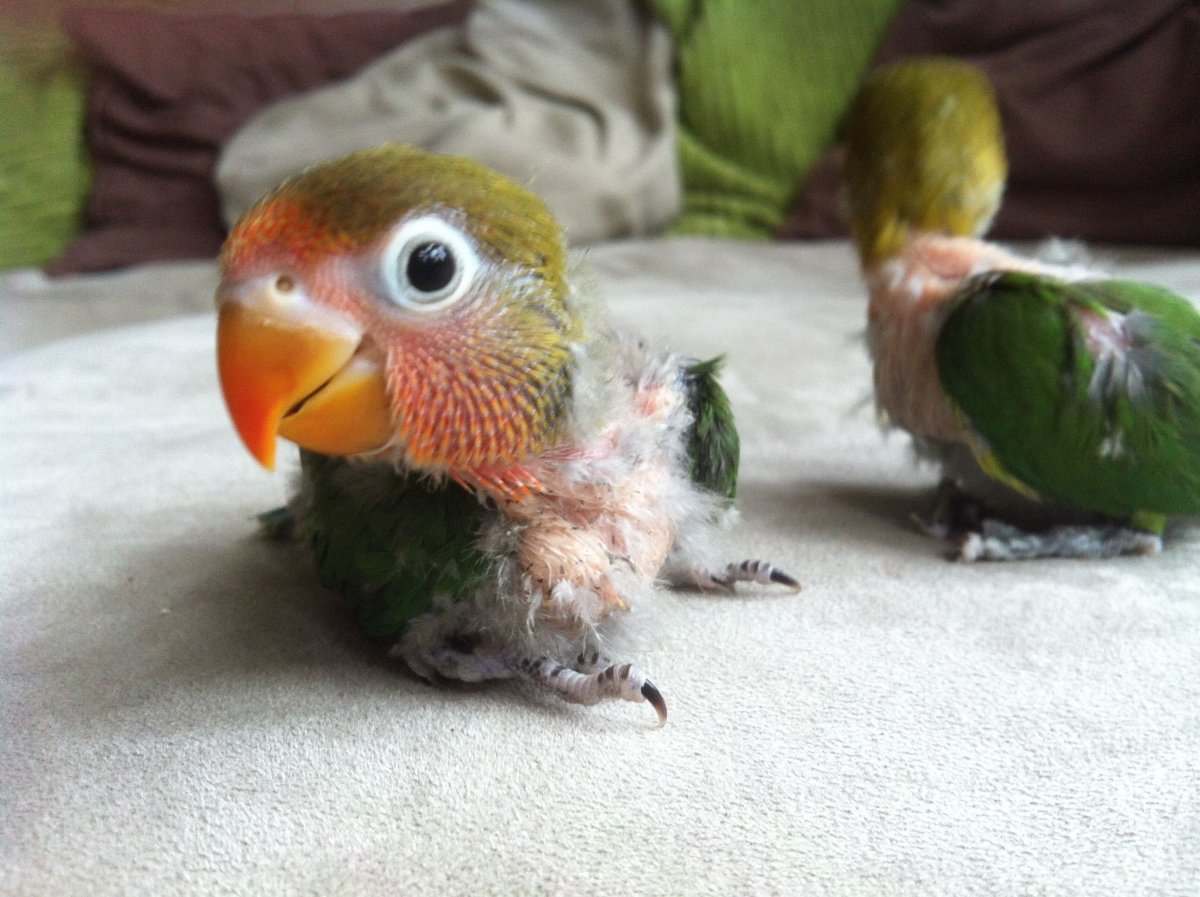 Пушистый попугай