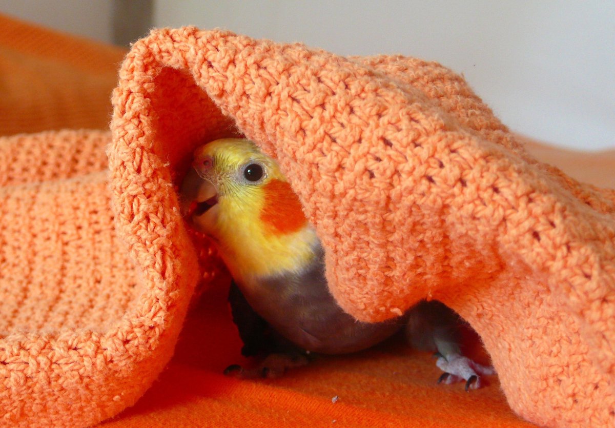 Попугайчики маленькие волнистики