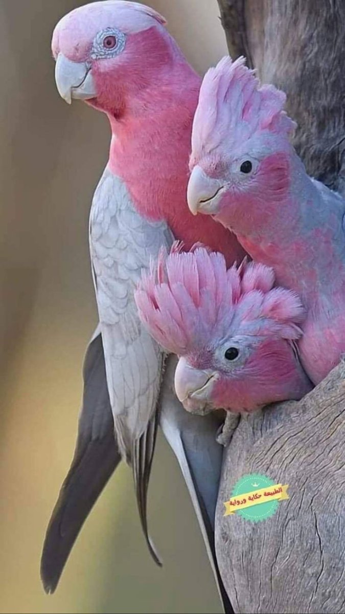 Ручной попугай