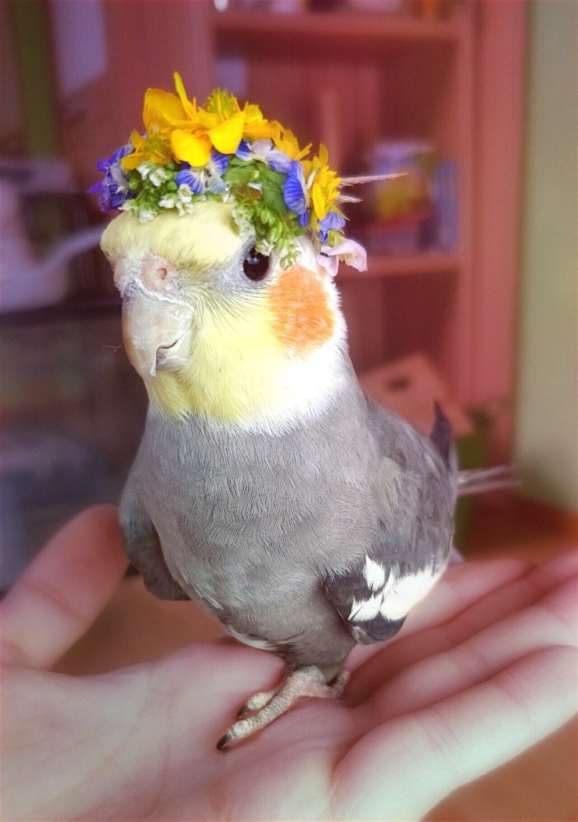 Зайчик попугайчик