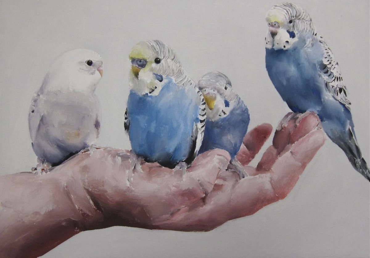 Попугаи волнистые попугайчики