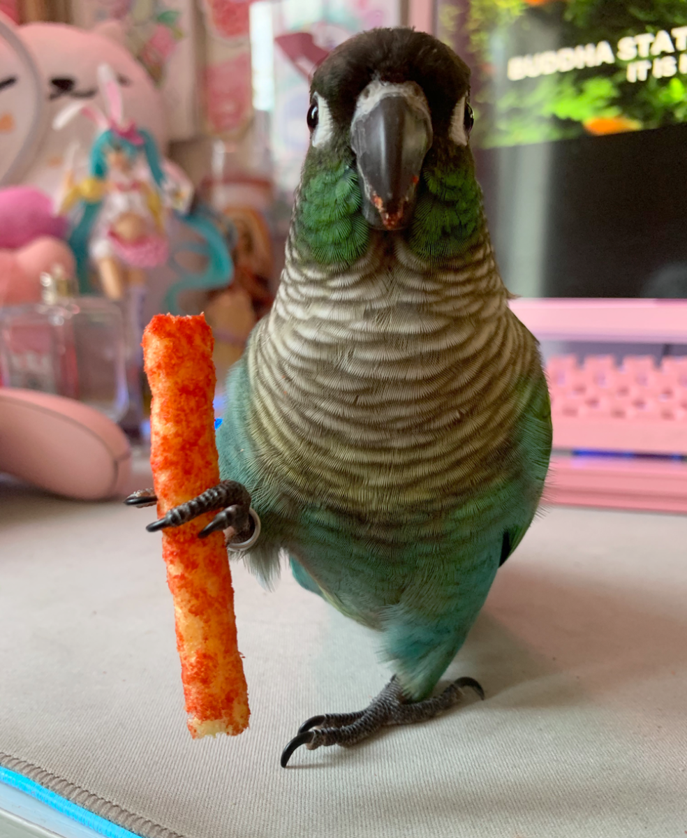 Неразлучники лютино