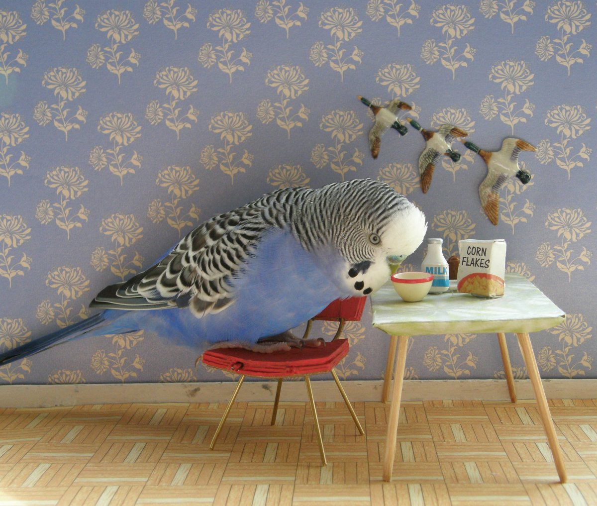 Попугай Какаду розовый