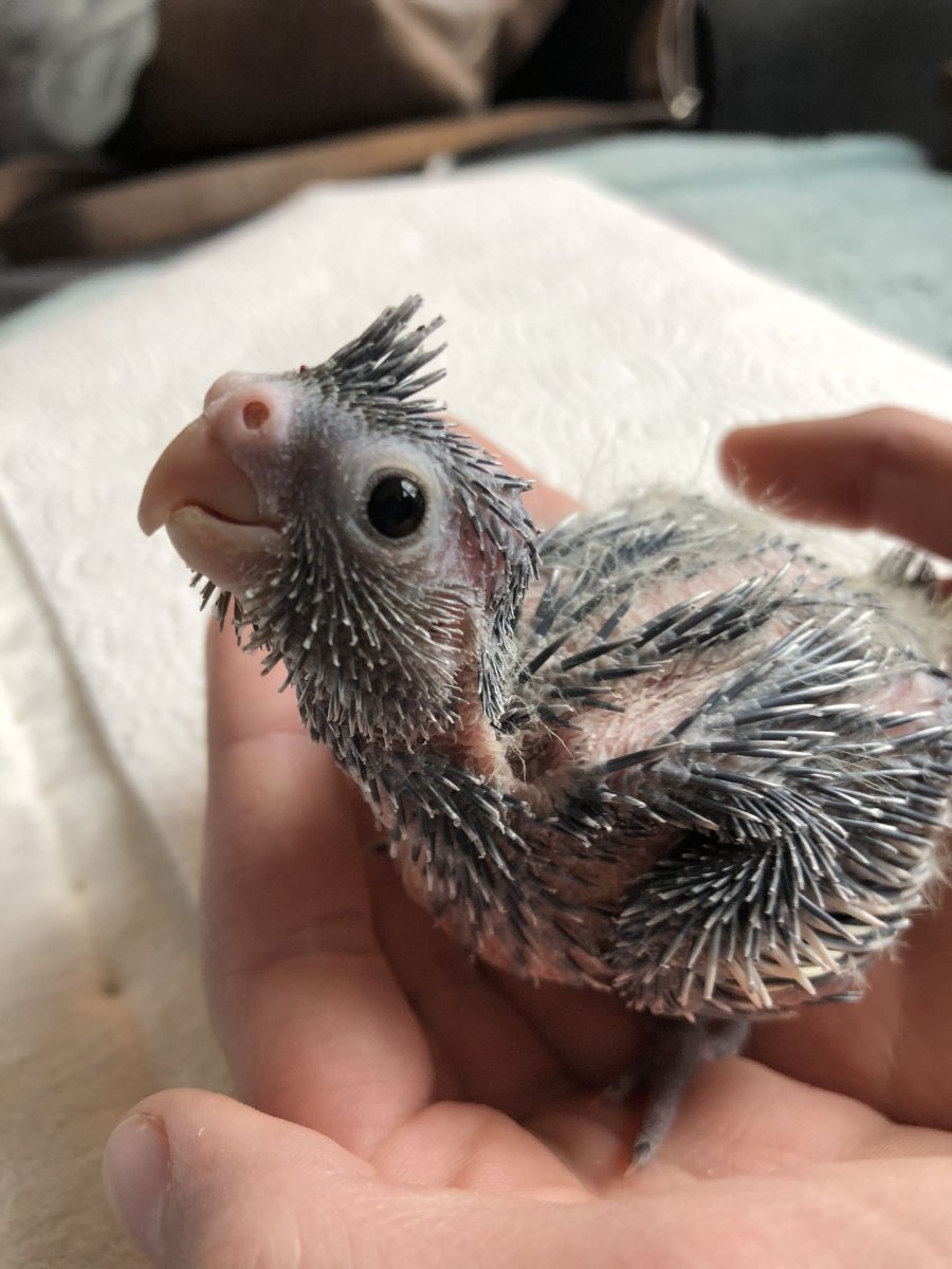 Смешные домашние животные