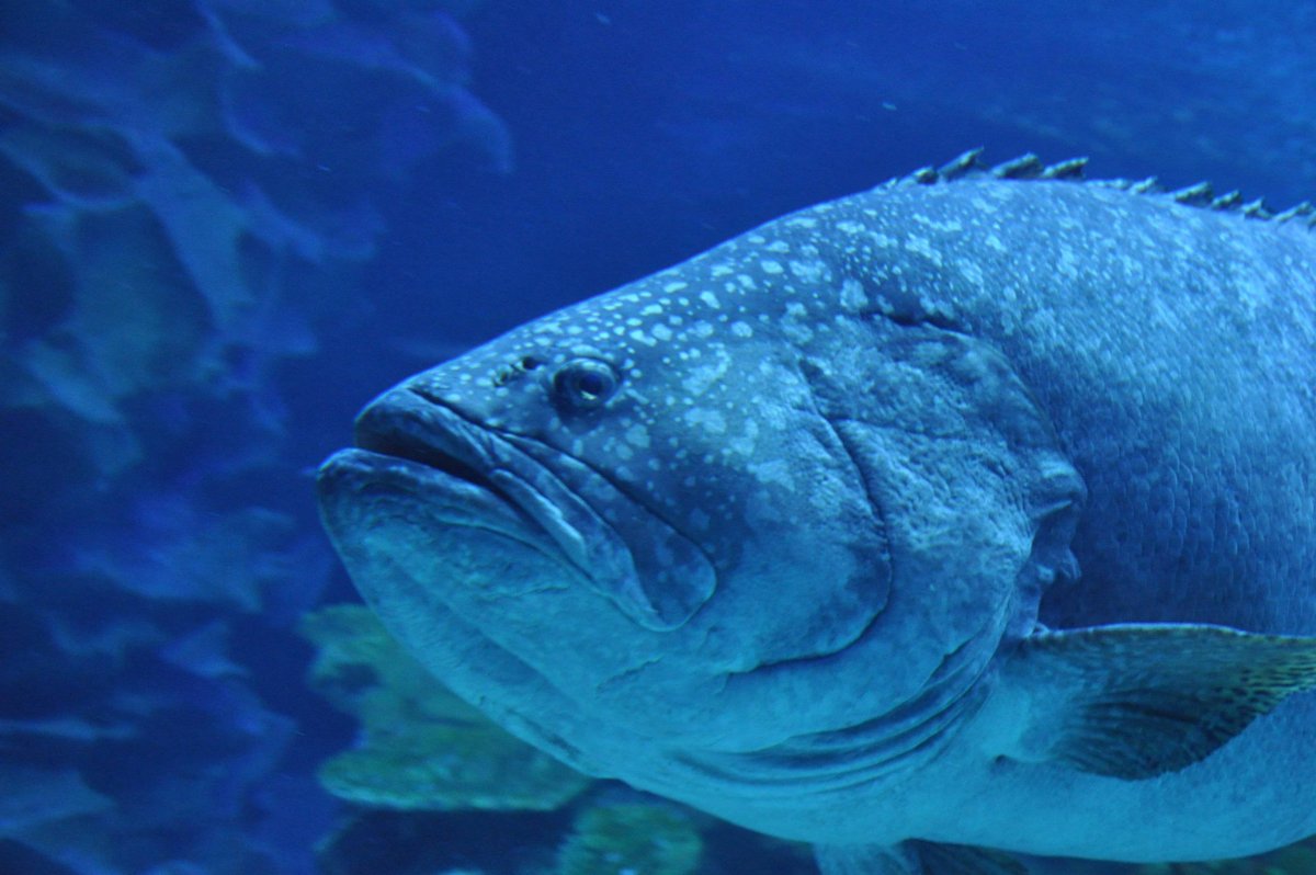 Рыбка похода на лрокона ломалняя