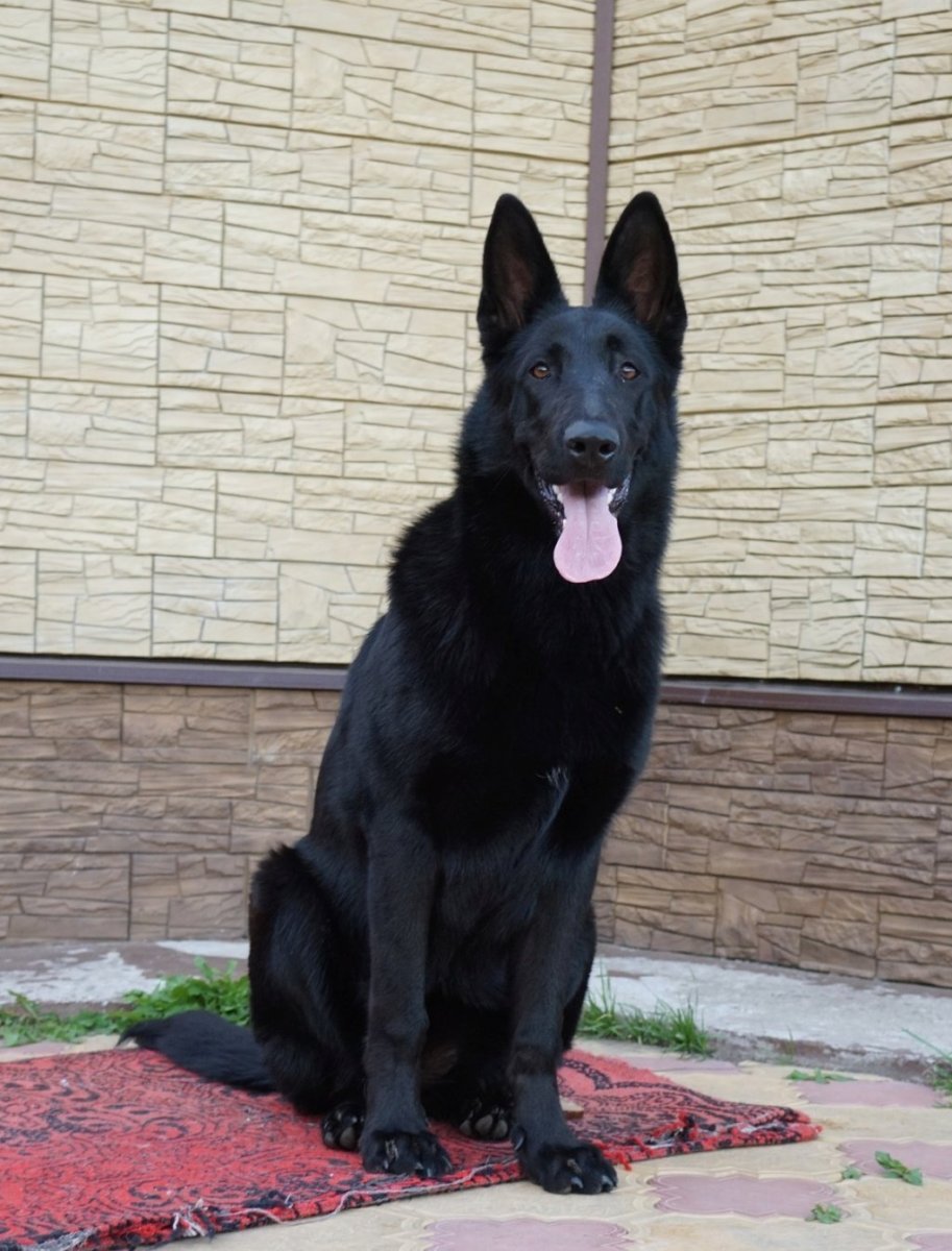 Овчарка ВЕО черная
