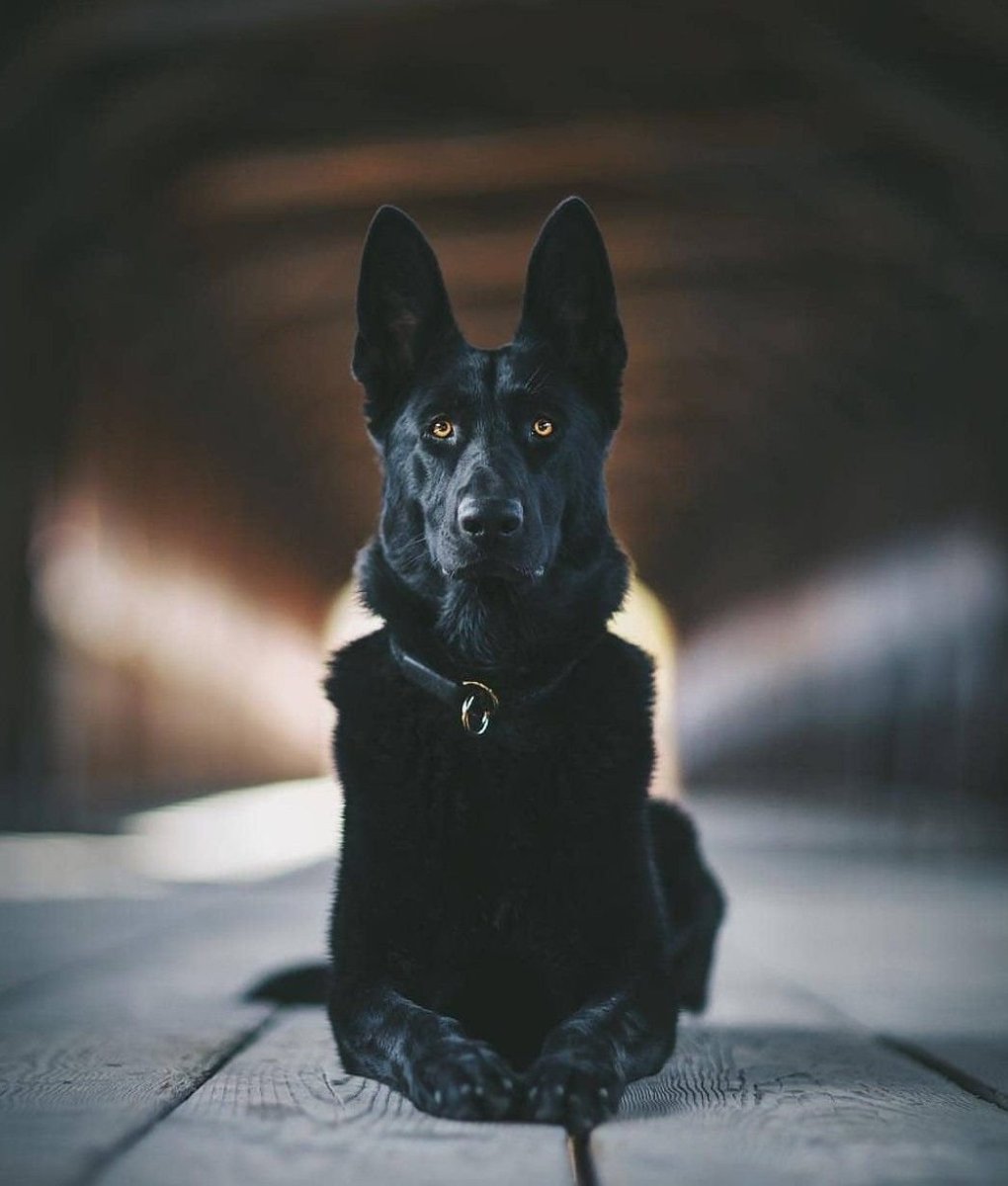 Немецкая овчарка черная злая