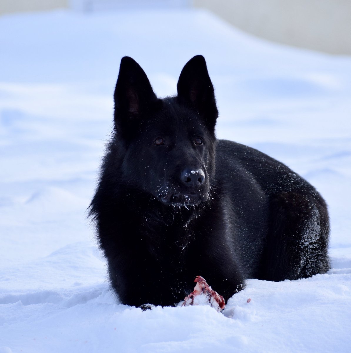 Бельгийская овчарка черная короткошерстная