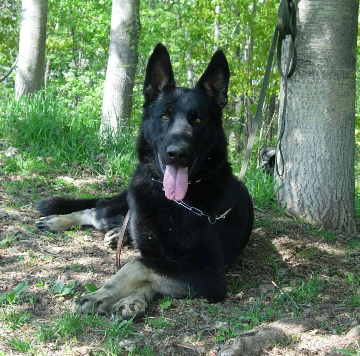 Восточно-европейская овчарка черно подпалая