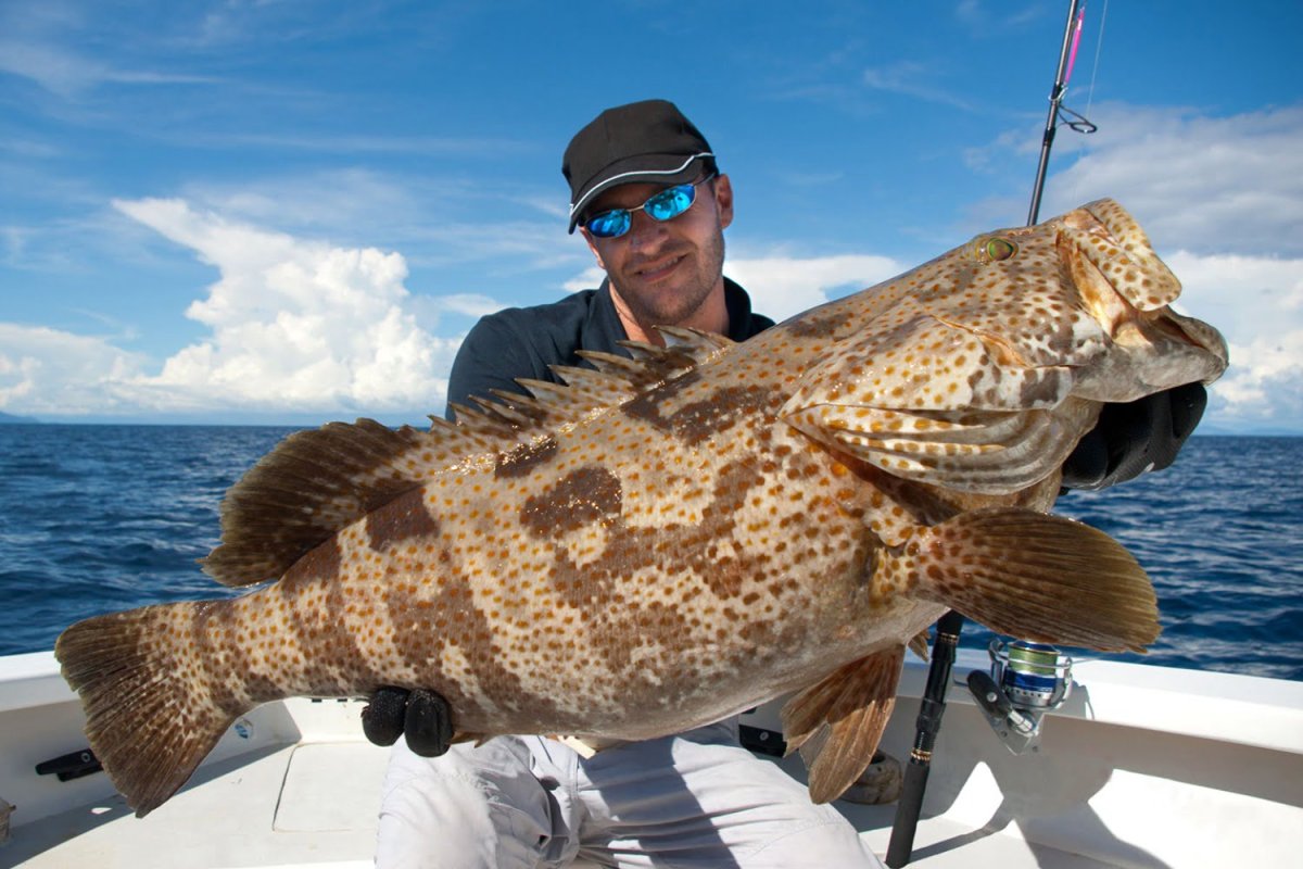 Тихоокеанский Групер