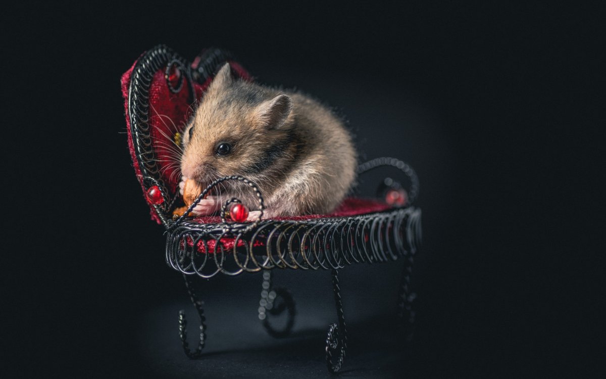 Мышка в кресле