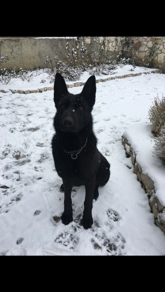 Восточно-европейская овчарка черная зимой