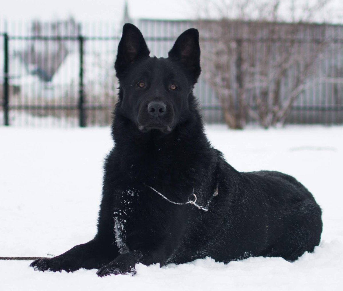 Чёрная немецкая овчарка зимой