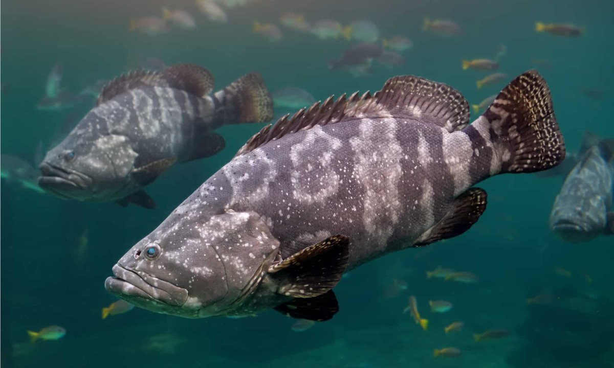 Epinephelus striatus