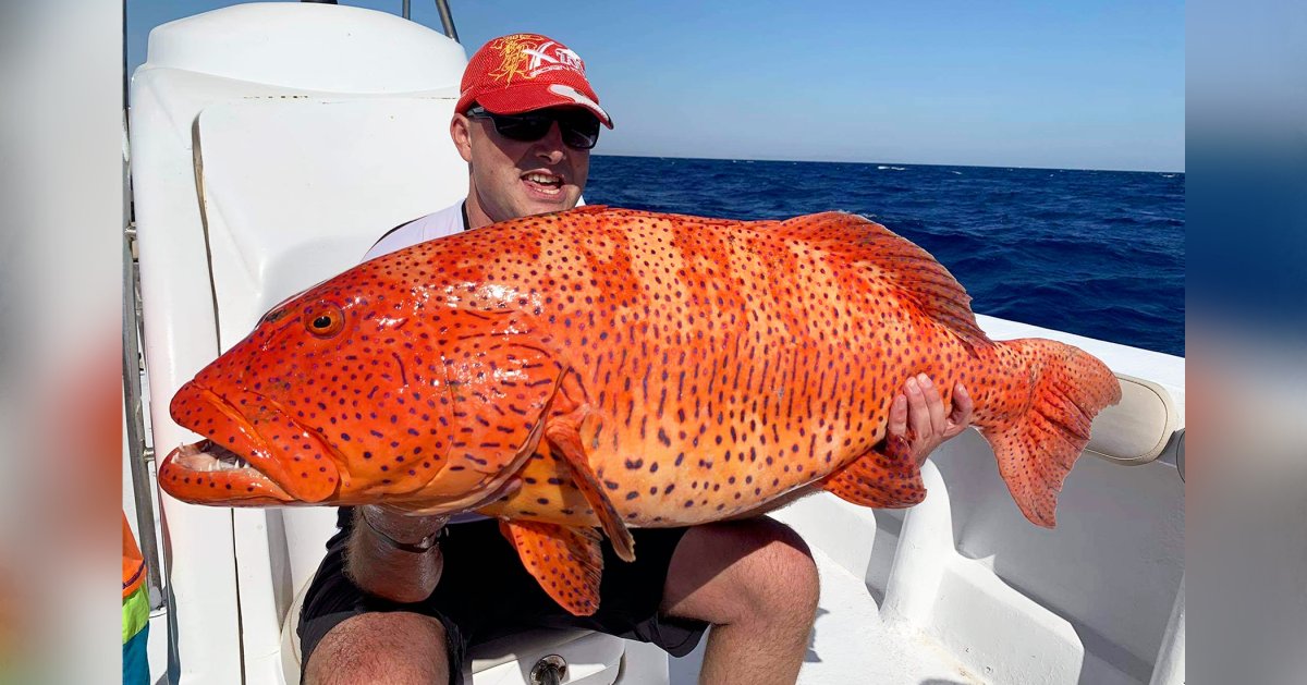 Групер Голиаф