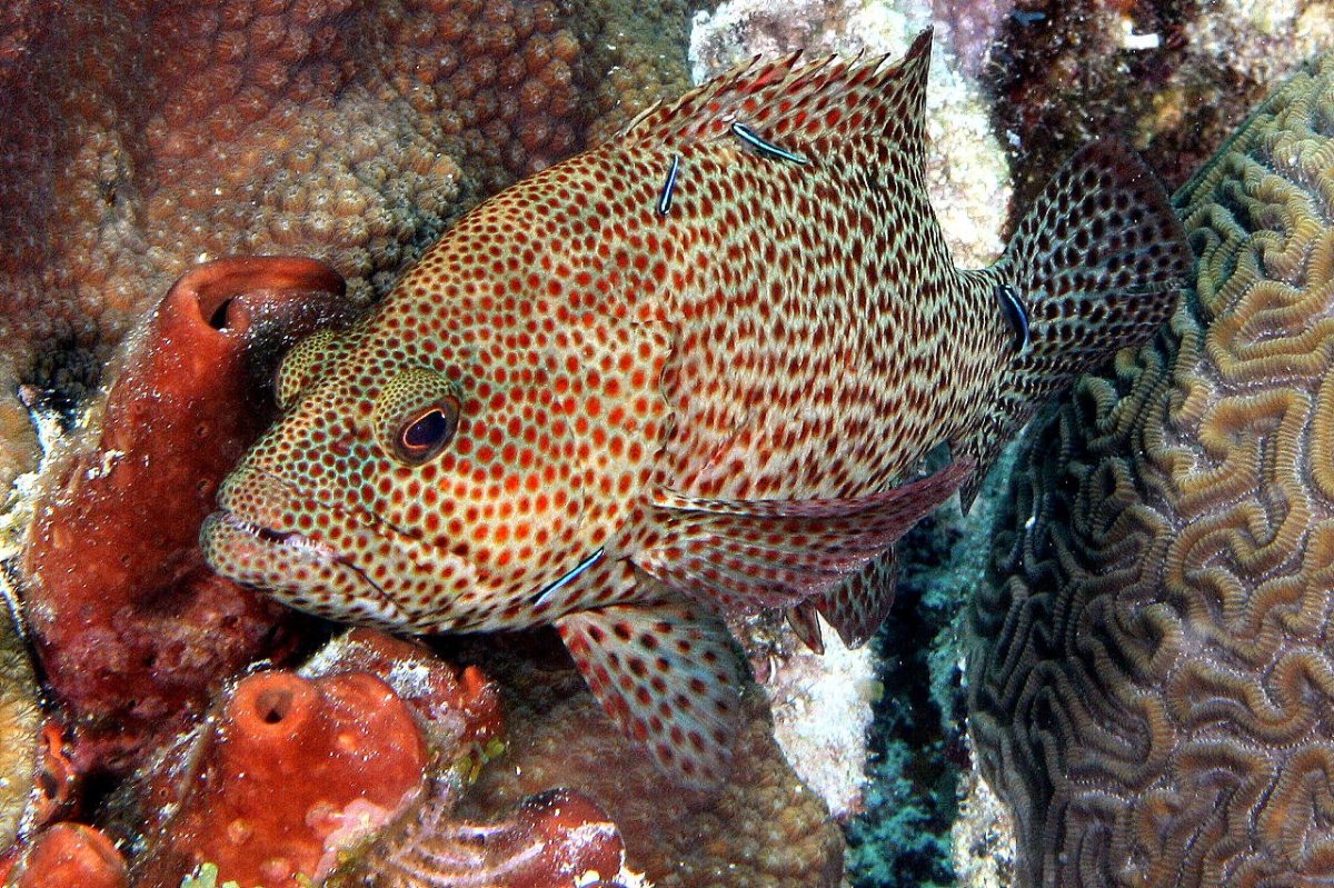 Групер Черноморский