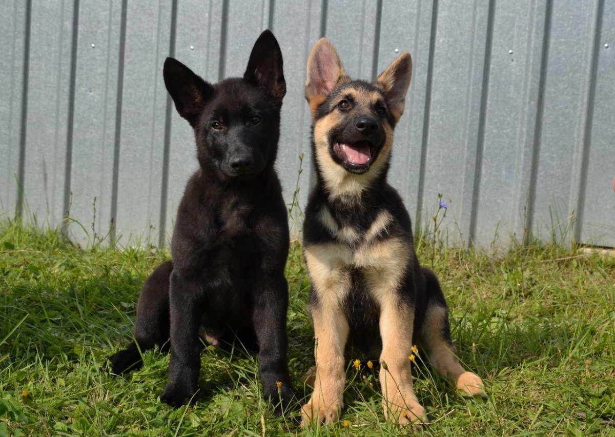 Восточноевропейская овчарка черная щенок