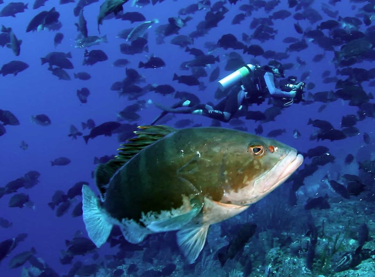 Картофельный Групер