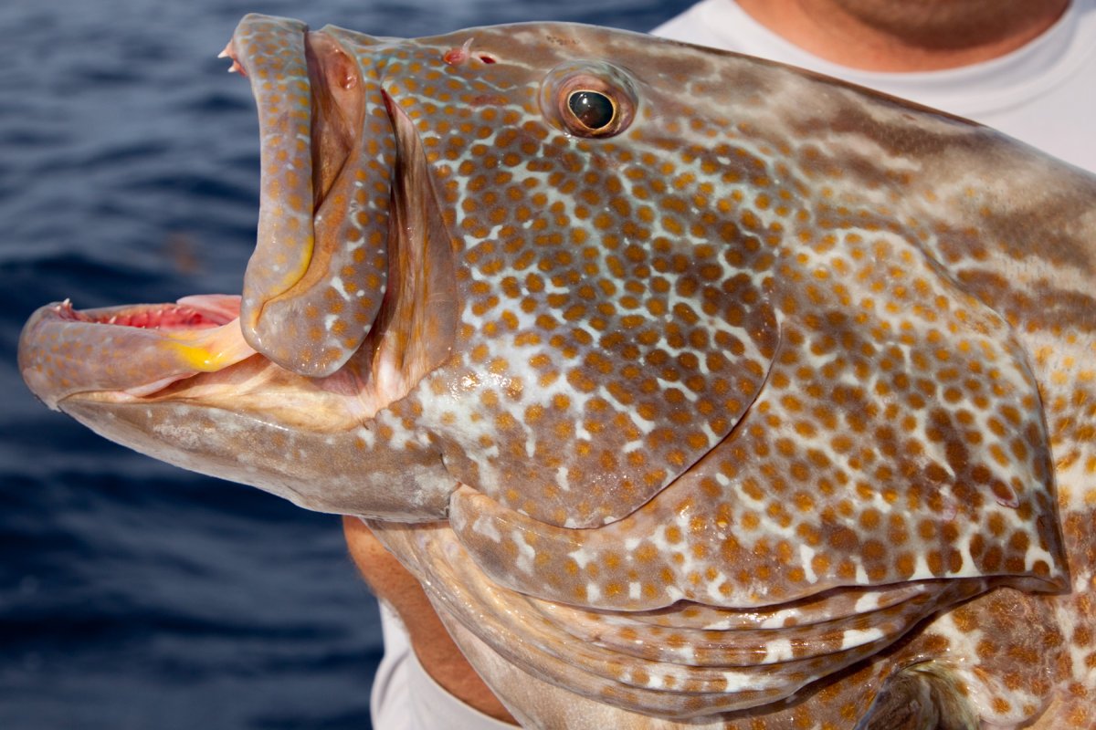 Epinephelus lanceolatus