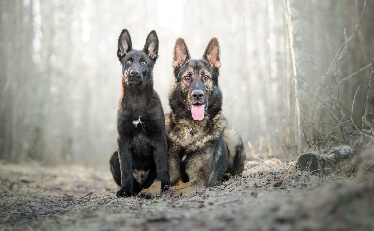 Малинуа собака