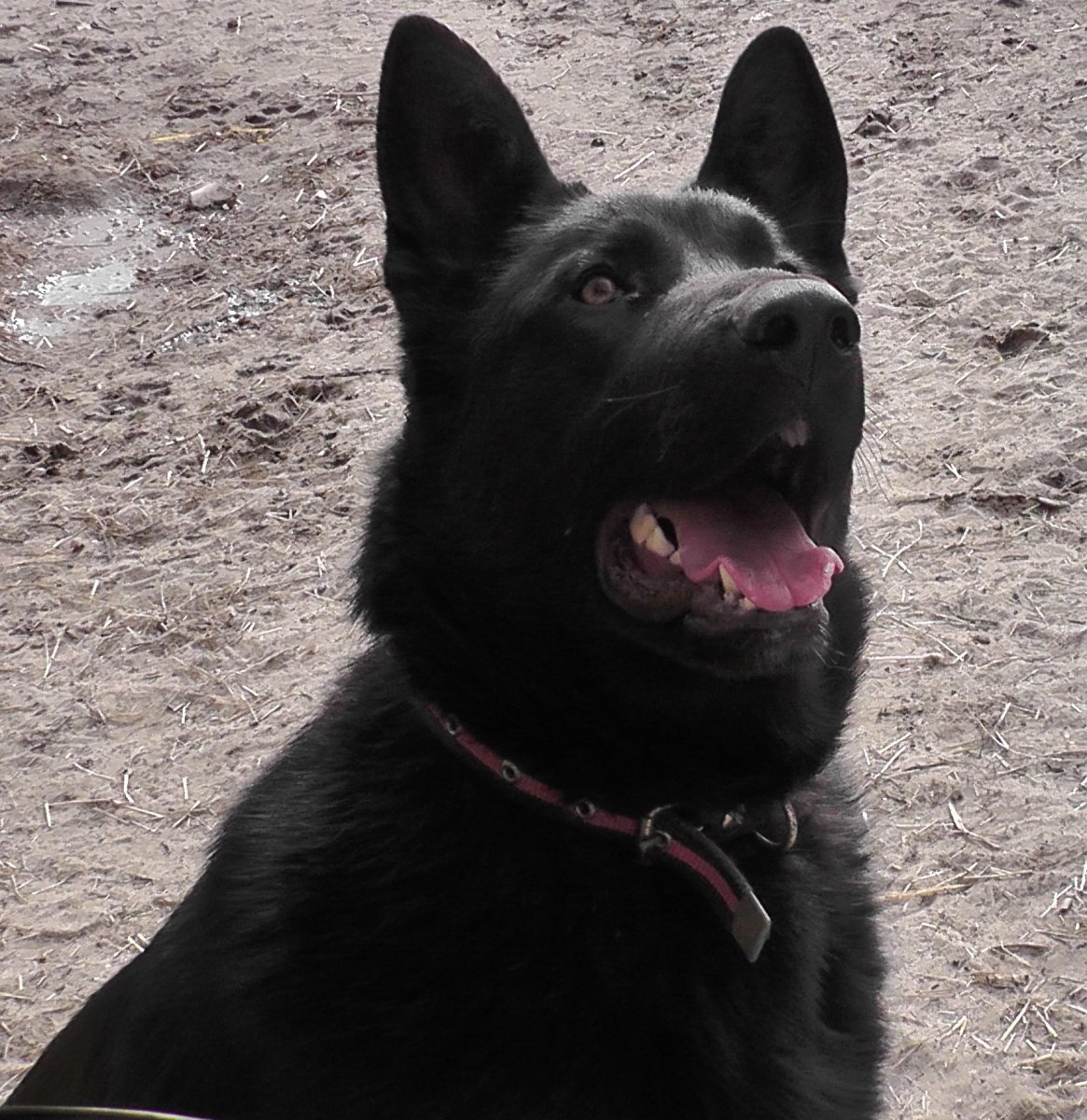 Восточно-европейская овчарка черная с белым