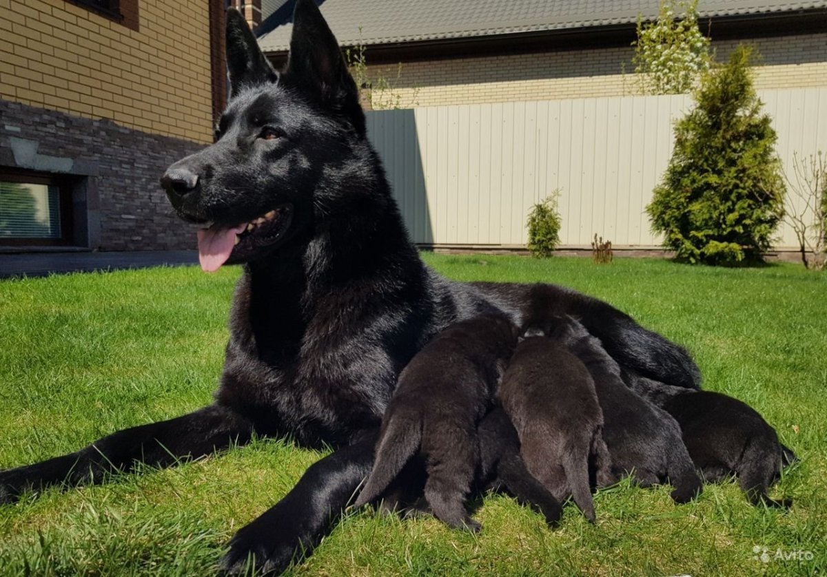 Восточноевропейская овчарка черная