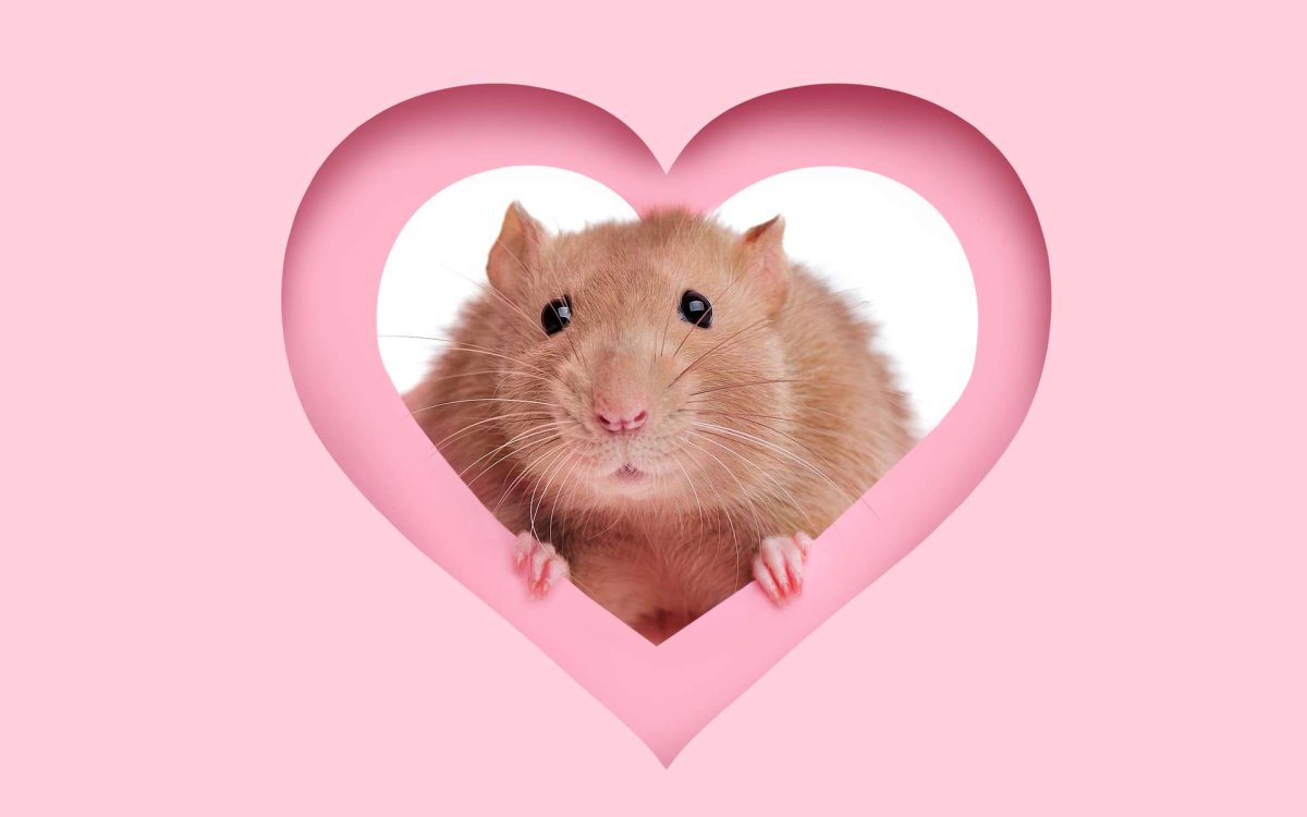 Валентинки с крысами