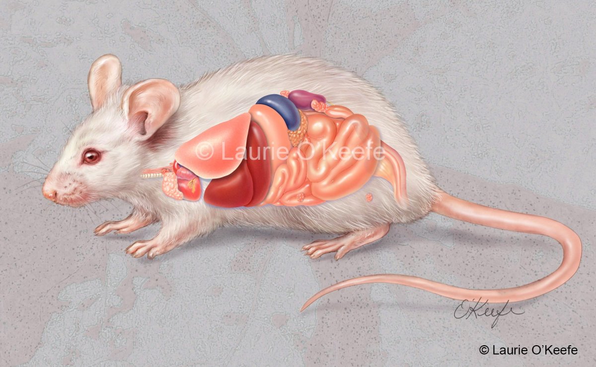 Строение крысы