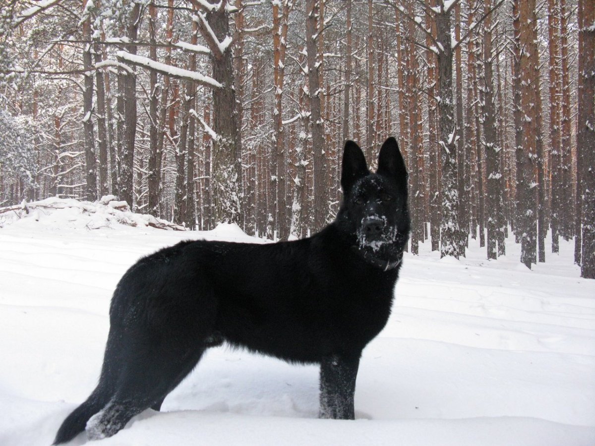 Овчарка ВЕО черная