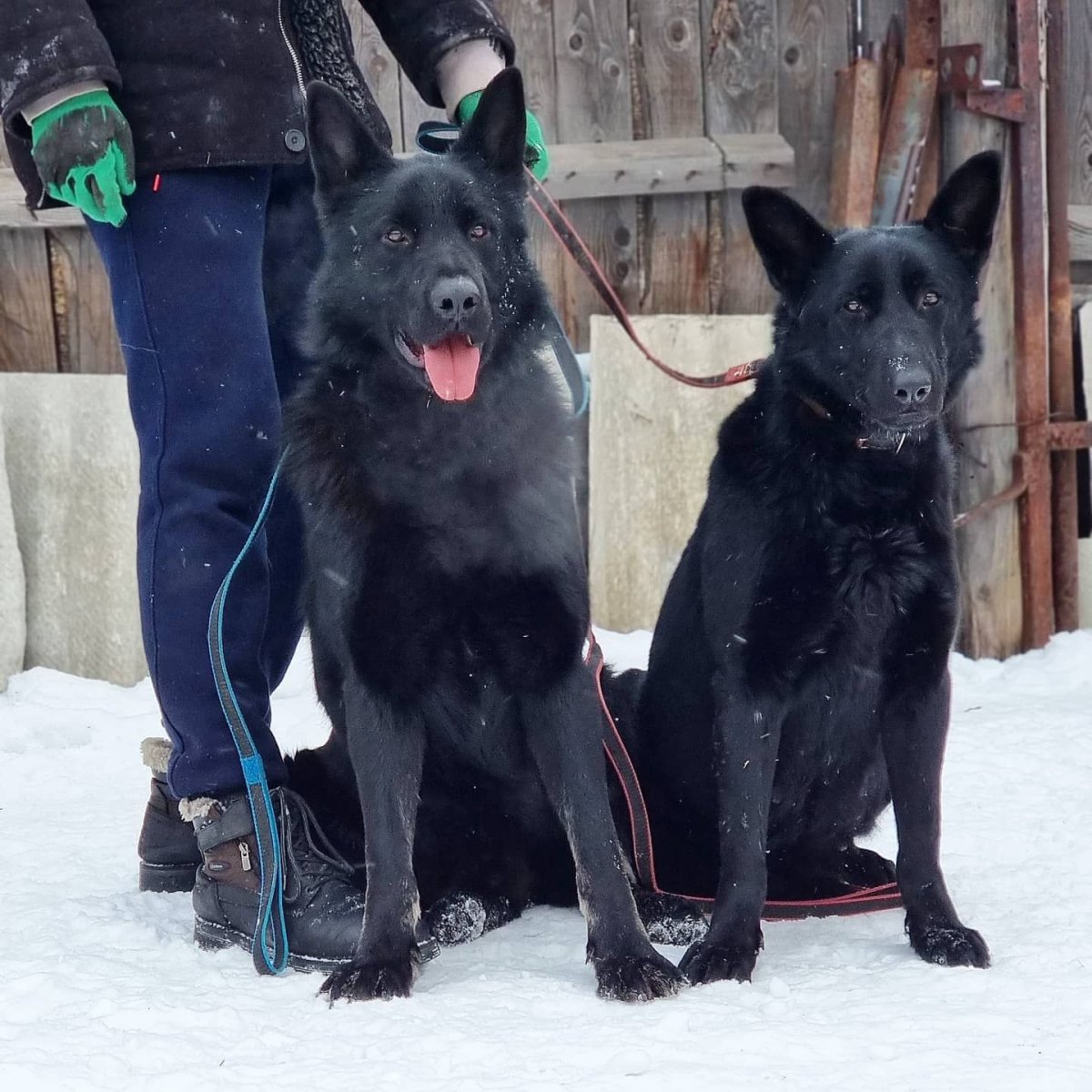 Чёрная немецкая овчарка питомник