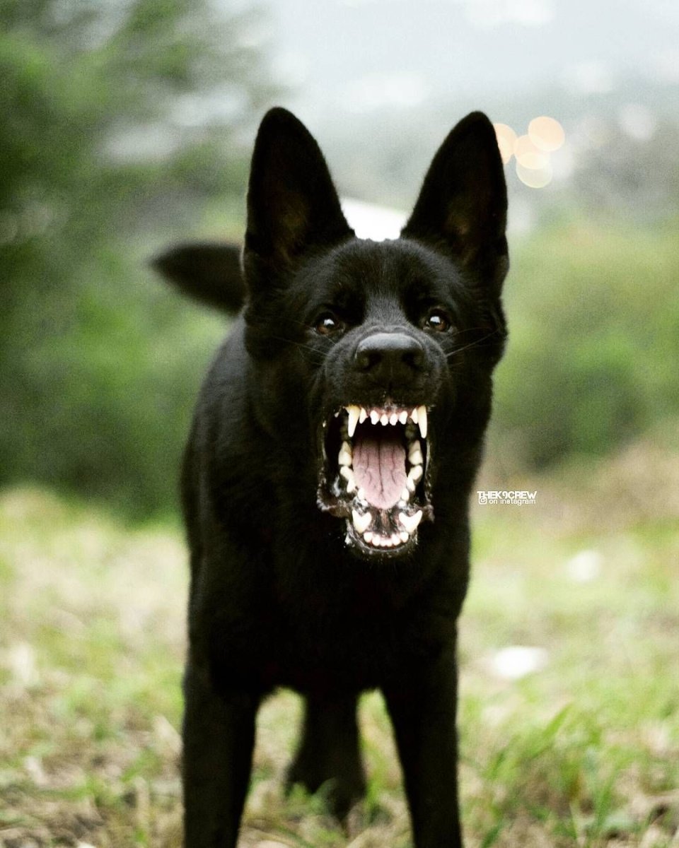 Восточно-европейская овчарка злая