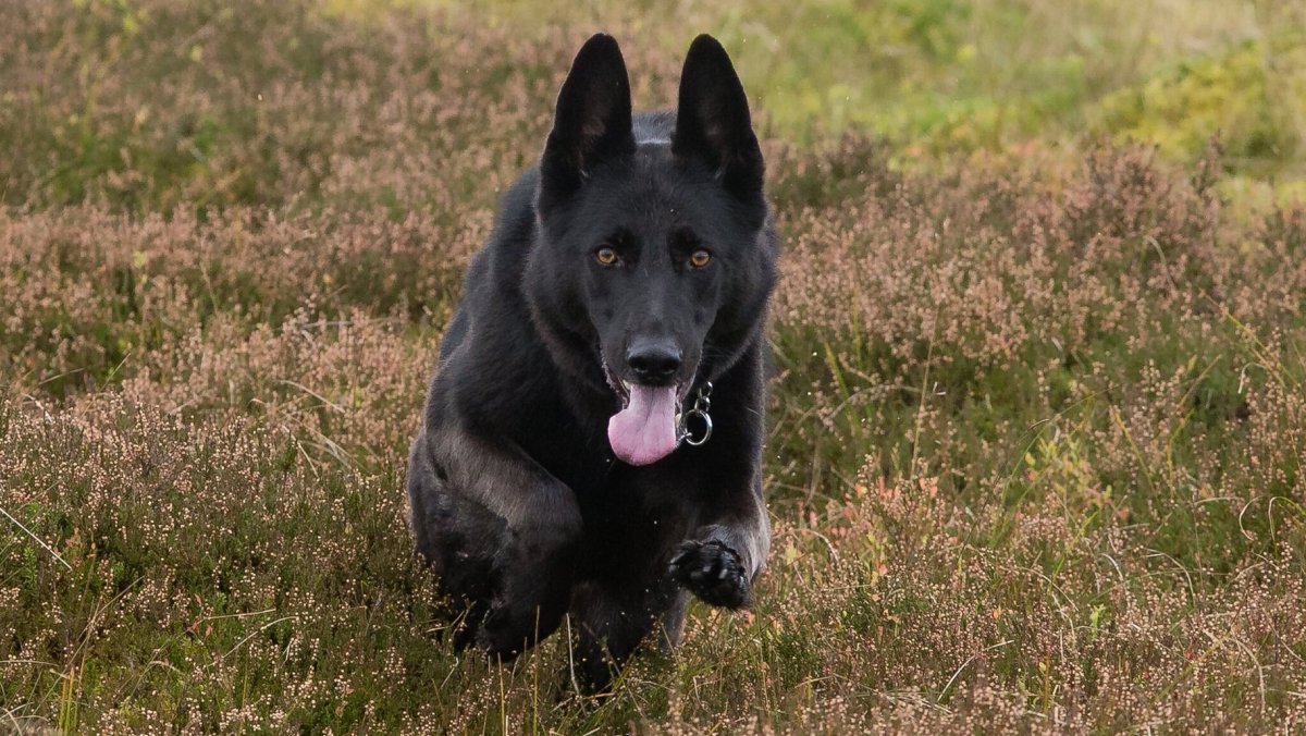 Восточно-европейская овчарка черная