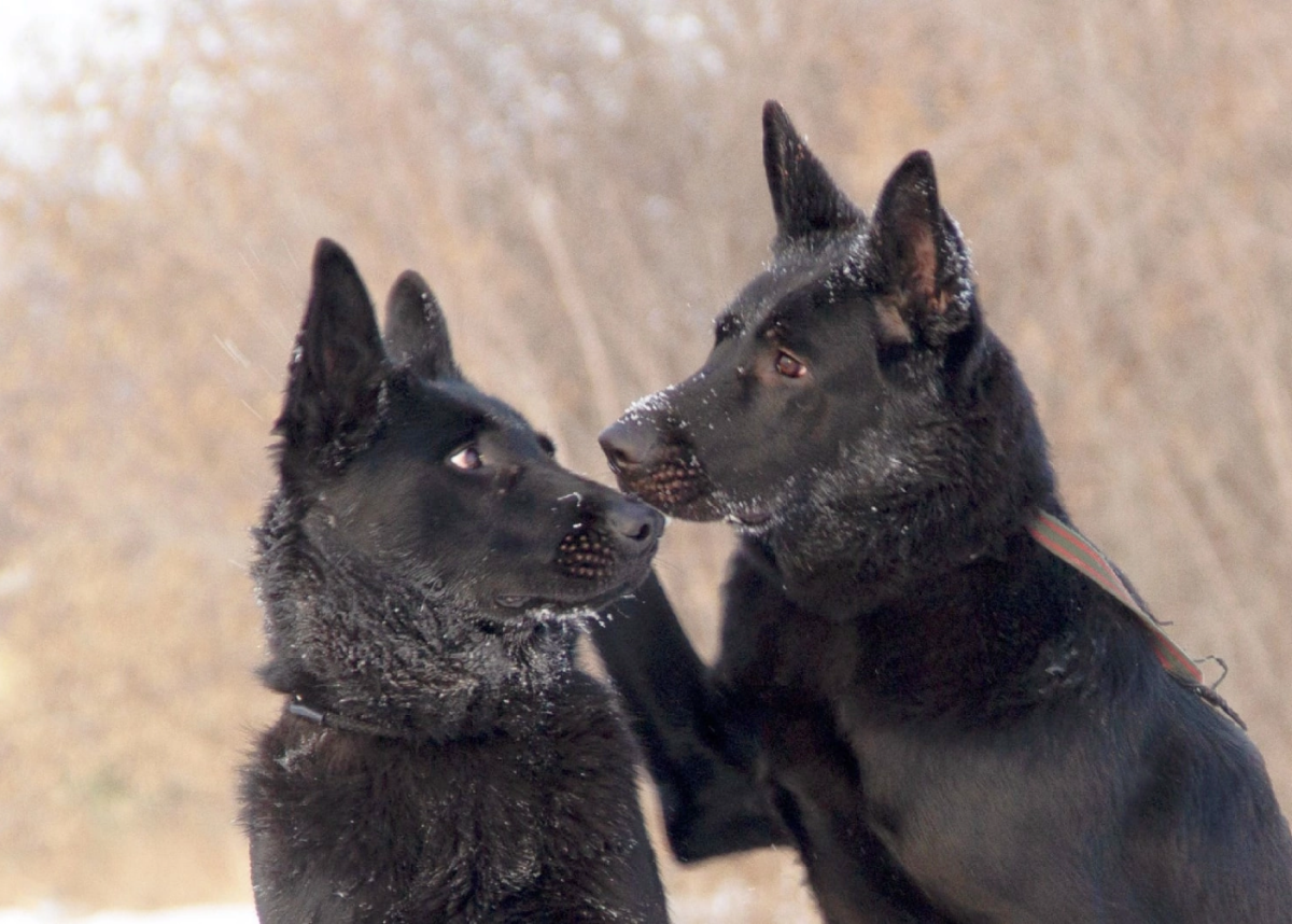 Восточно-европейская овчарка черная Эстетика