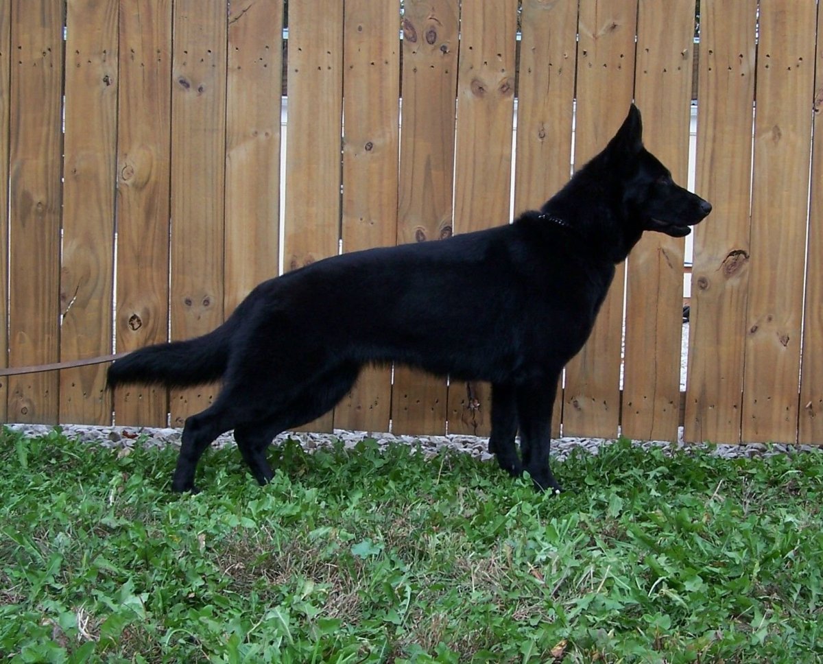 Немецкая овчарка черная девочка